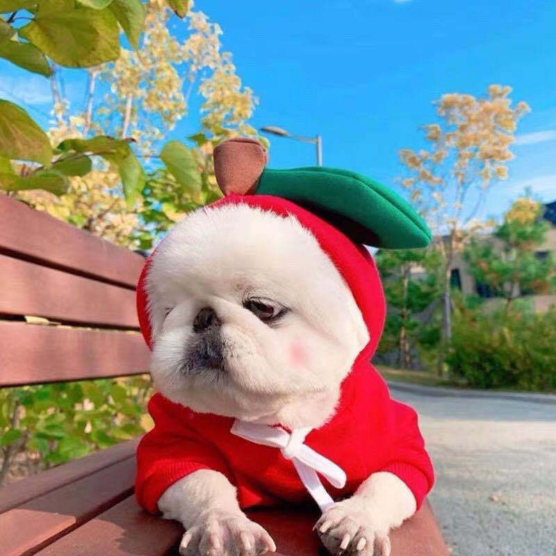 Cute Fruit Dog Hoodie – Soft Fleece Outfit for Small Pets