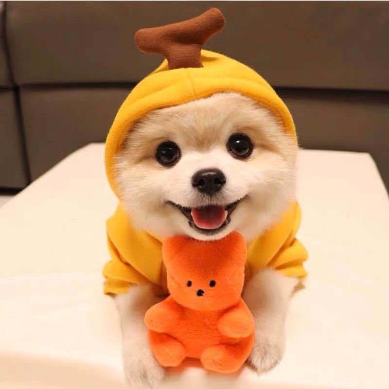 Cute Fruit Dog Hoodie – Soft Fleece Outfit for Small Pets