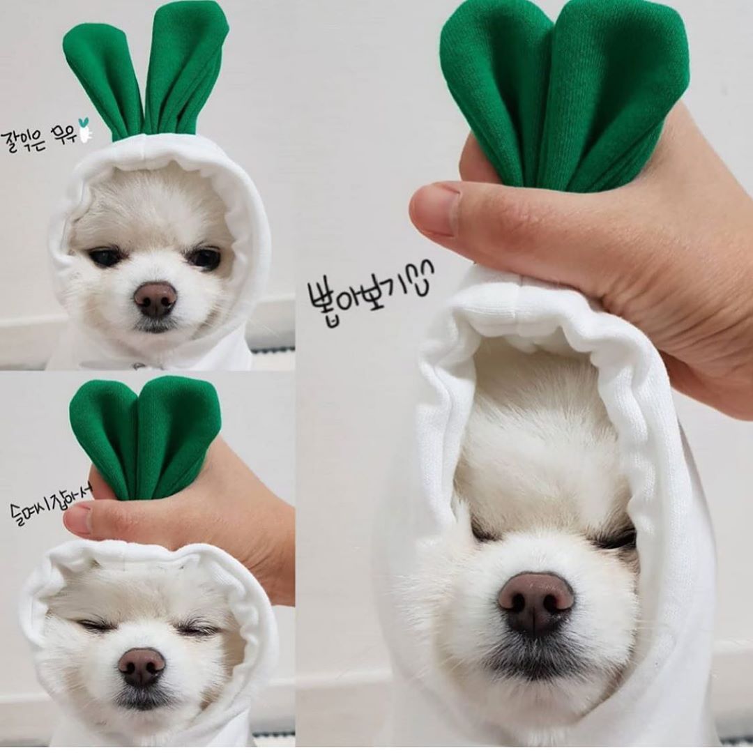 Cute Fruit Dog Hoodie – Soft Fleece Outfit for Small Pets