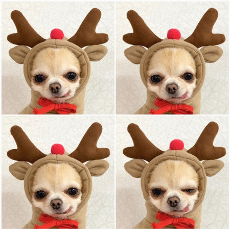 Cute Fruit Dog Hoodie – Soft Fleece Outfit for Small Pets